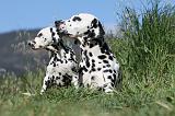 DALMATIEN 037